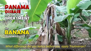 Banana Panama Disease CURED in just 45 days!