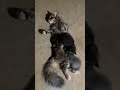 Hello Zuzu’s kittens 🩶🧡🐾 #meow #kittens #catlife #kitten #cats #pawkids124 #pusa