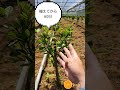 【5月中旬】みかんの苗木！アゲハの幼虫に注意！