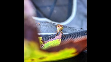 Rescuing Animals - Dragonfly Saved From Spider Web!