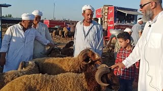 الفرق بين خرفان الاوسيمي الرحماني البلدي احسنهم لحم و طعم و انتاج