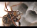 女王蜂 寄生の認識と対応