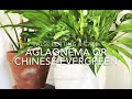 False potting my Chinese Evergreen (Aglaonema)