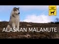 ALASKAN MALAMUTE trailer documentario