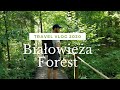 A short trip to Białowieża Forest | Vlog