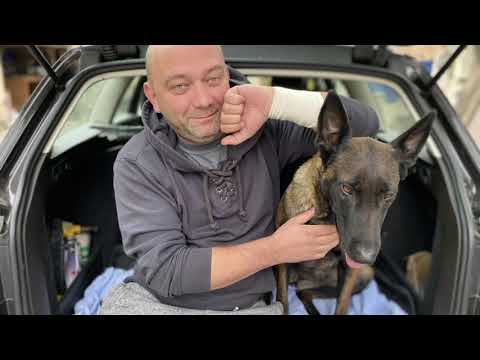 Малинуа против слоумо 🤣 Или как я замедлял Бельгийскую овчарку Belgian Malinois vs Slow Motion