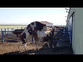 Bulls & Cows Mating 2021 | Animal Mating 2021 | Cow Mating | Bull Mating 8