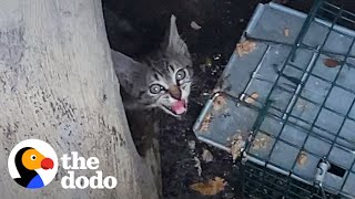 Woman Crawls Through Drain Pipe to Save Kitten | The Dodo Cat Crazy