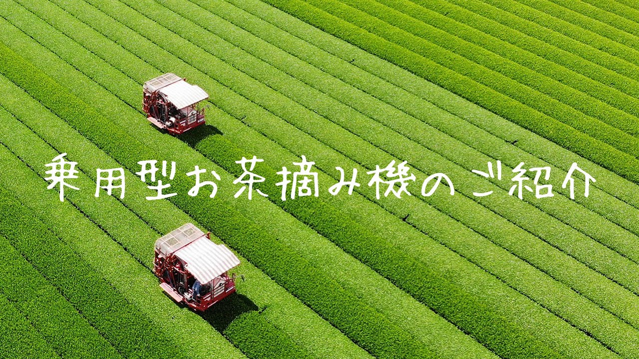 🍃お茶の収穫マシン「乗用型お茶摘み機」のご紹介🍃 - YouTube