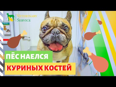 Рэд наелся куриных костей
