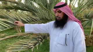 التعريف بالحصير ( الخصف ) - نام رسول الله صلى الله عليه وسلم على حصير فأثر في جنبه ........الحديث