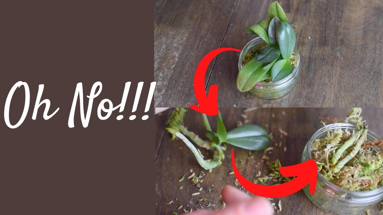 Separating and repotting Phalaenopsis keiki Plus failing to save all