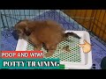 How to Potty Train Your Puppy/Dogs Indoor Easily and Effective