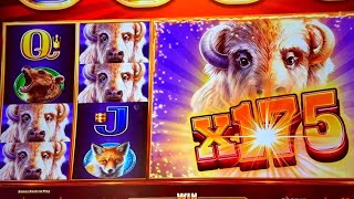 AMAZING BUFFALO CHIEF INFERNO WINS #slotman #buffalo #slot #slotmachine 