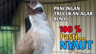 trucukan gacor TARUNG ROPEL PANJANG pancingan trucukan agar bunyi jadikan burung trucuk gacor NYAUT