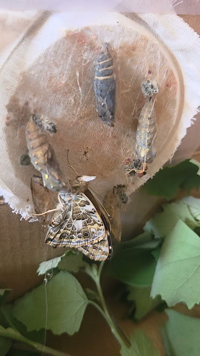 First butterfly came out of his chrysalis stage...yey!