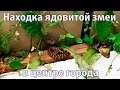 Находка ядовитой змеи прямо в центре города Владивосток