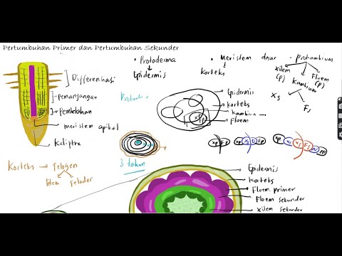 Video: Apakah kambium termasuk prokambium?