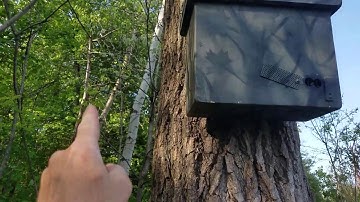 Swarm Moved in ...or just Scouts ???  How to tell
