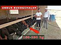 150-200 KG ANGUS BUZOQCHALAR SOTILADI TOZZASIDAN