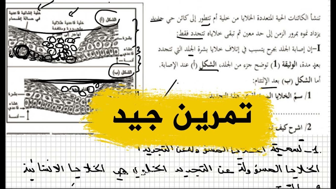 تمرين على التجديد الخلوي علوم طبيعية اولى ثانوي علوم و تكنولوجيا
