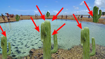 Como manter cactos saudáveis?