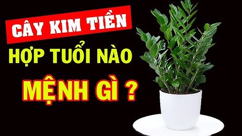 Cây Kim Tiền hợp TUỔI NÀO? MỆNH GÌ? Áp dụng đúng để SỰ NGHIỆP phất lên không ngừng | Cây Phong Thủy