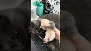 Mother Cat Grabs Her Kitten from Owner’s Hand