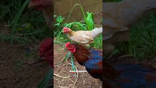 Download Lagu DJ WAHDANA SLOW BASS JARANAN MP3 Download Lagu DJ WAHDANA SLOW BASS JARANAN MP3