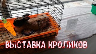 Выставка кроликов (Запорожье)