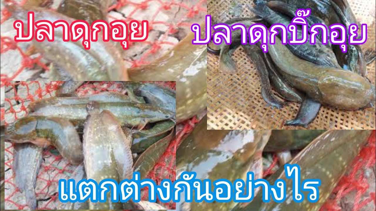 ปลาดุกอุยหรือปลาดุกนาแตกต่างจากปลาดุกบิ๊กอุยอย่างไร