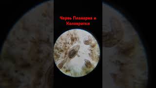 Червь Планария и Коловратки #биология #biology #черви #микроскоп