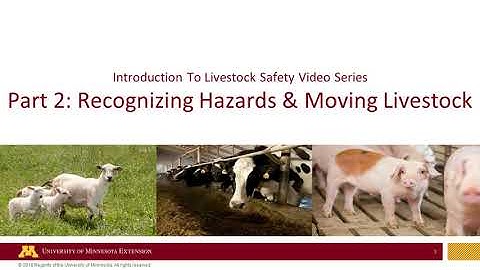 Livestock Safety Part 2:  Hazards and Moving