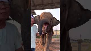เมตตาจุฟคุณตา น่ารัก Kindly Kiss Your Cute Grandfather. #มาแรง #ช้างแสนรู้ #Elephant