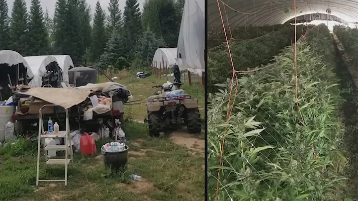 11K+ illegal marijuana plants, 15 firearms seized in drug bust