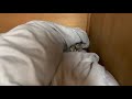 仕事から帰ってきたら布団に隠れてた猫