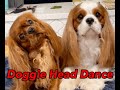 Doggie head dance starring bella and jamba