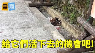 Five puppies on the roadside snuggled together,  A woman saw them and brought them food every day!