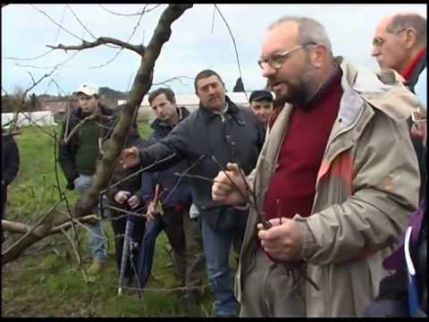 Video: Meli a bassa temperatura: scegliere i meli per la zona 9