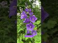 Campanula #bellflower . Was white and reverted to blue after 10 years