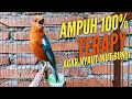 Suara Alami Anis Merah Untuk Terapi Anis Bisu Pasti Akan Langsung Ikut Bunyi Mp3 - Mp4 Download