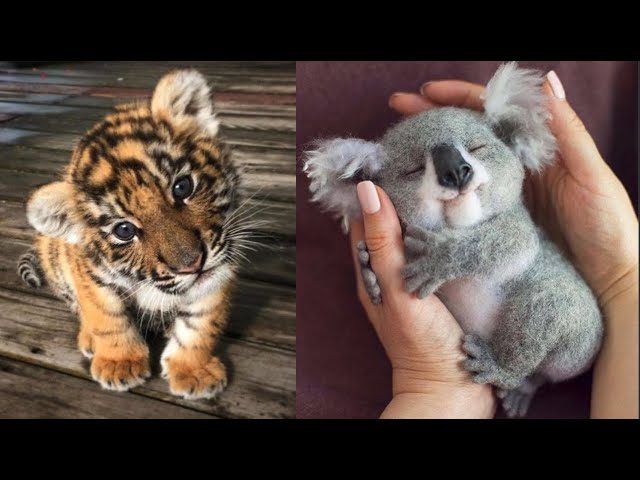 Cute Baby Animals Videos Compilation | Funny and Cute Moment of the Animals #14 - Cutest Animals class=