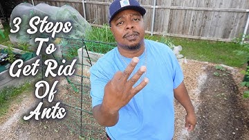 How To Get Ants Out Of Your Garden #pestcontrol  #garden #spring #growyourownfood