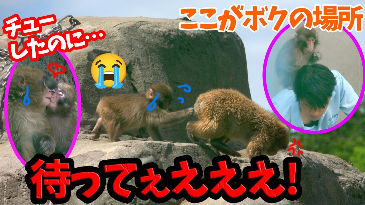 Punch the monkey isn't getting along with his favorite friend and