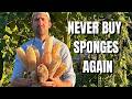 We Grow Our Own Sponges | How to Turn Loofah Into Natural Sponges