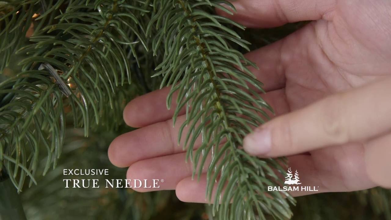 Woodland Spruce Tree From Balsam Hill You Woodland Spruce Tree From Balsam Hill