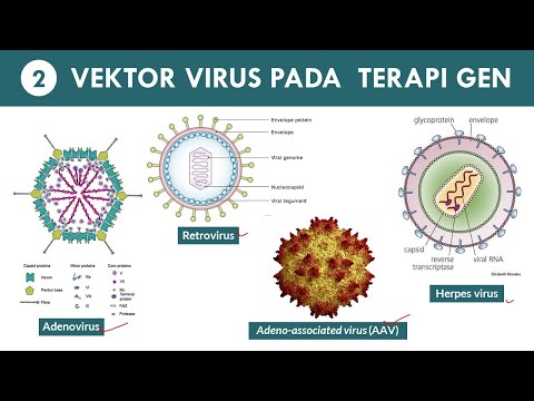 Video: Mengapa retrovirus digunakan dalam terapi gen?