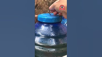 Form cá lóc ngoài trời cho ăn trùng