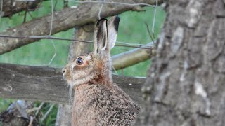 Hares from a forest trailcam