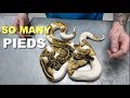 "Featured Morph" Pied Ball Pythons !!!